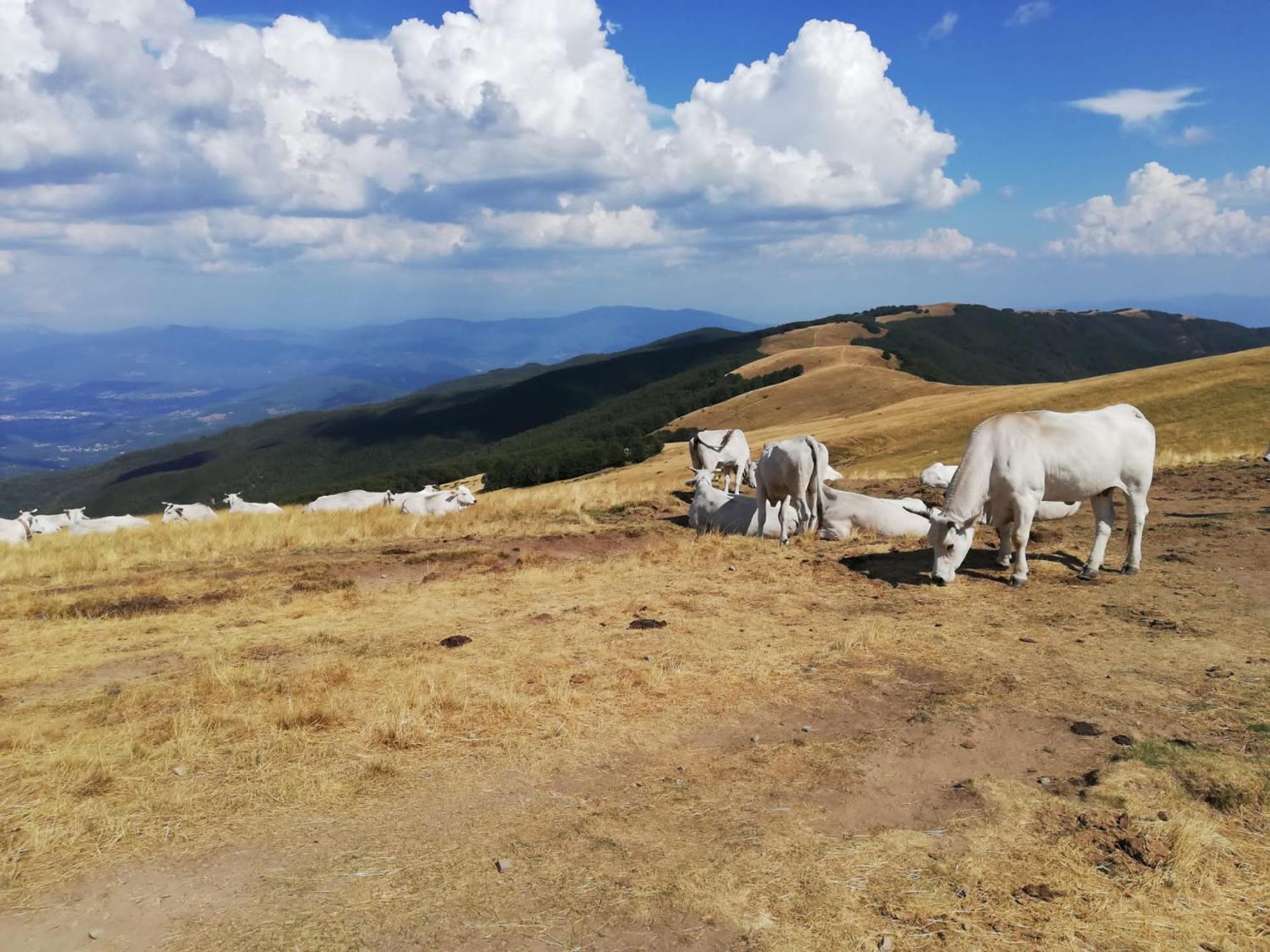 Вилла Il Rifugio Di Vale Cetica Экстерьер фото